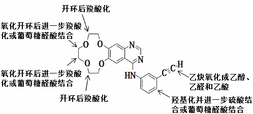 ?？颂婺嵩谌梭w內(nèi)的主要代謝途徑